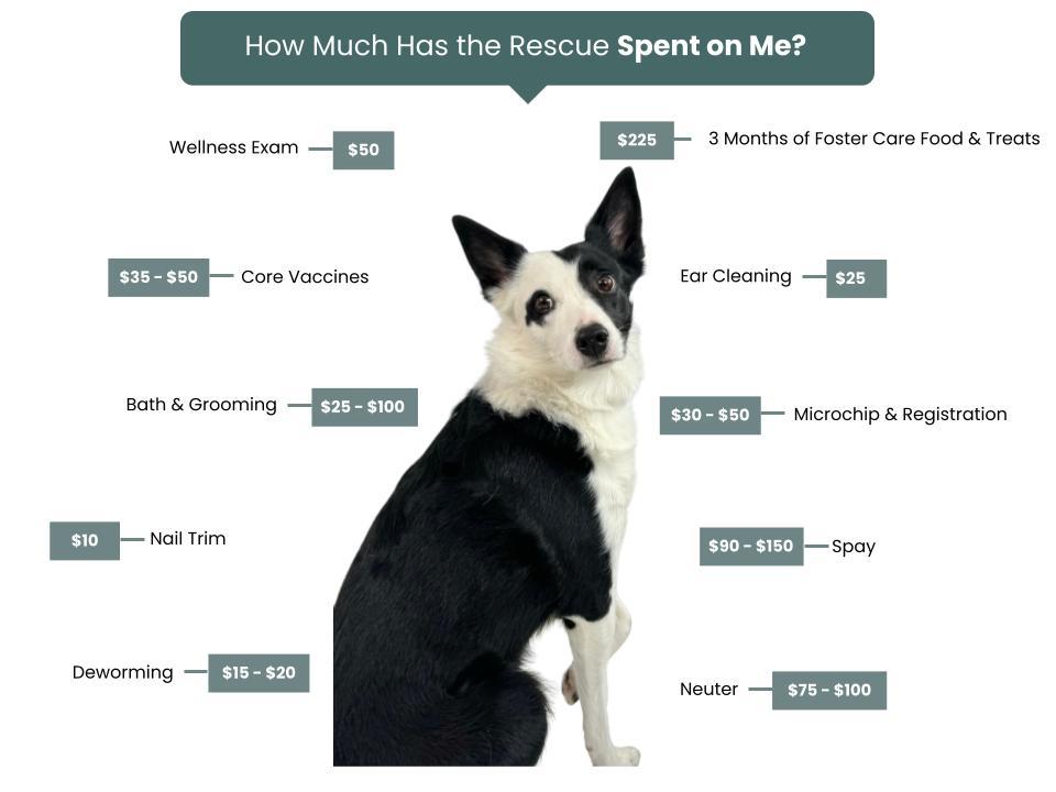 Beaverhead Animal Shelter Fee Graphic