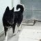 Baloo