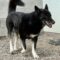 Baloo
