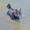 Baloo