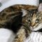 Sweetie
