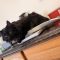 Soot